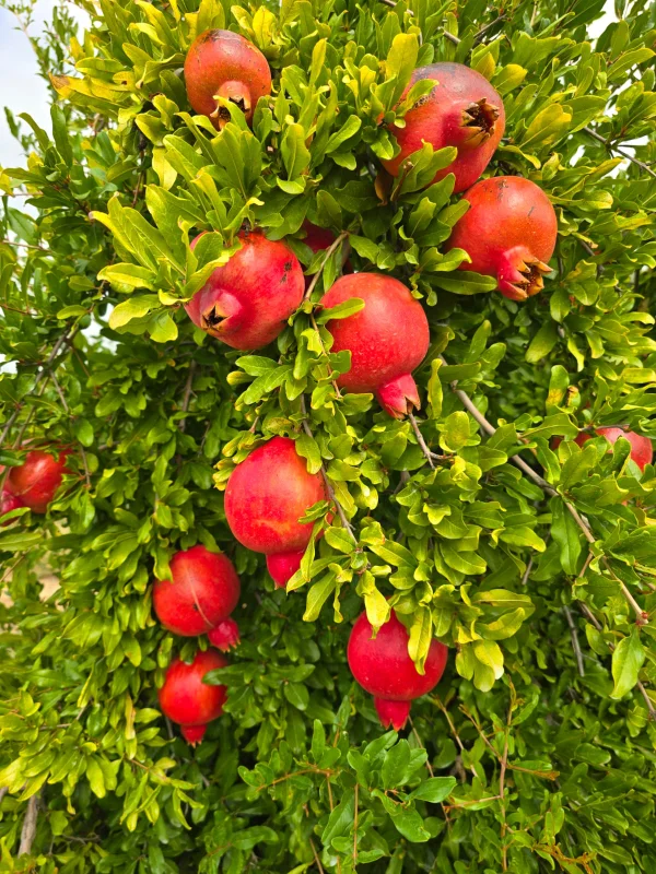Fresh berries growing in the field